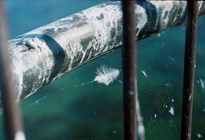 Close-up of frozen spider web on wood