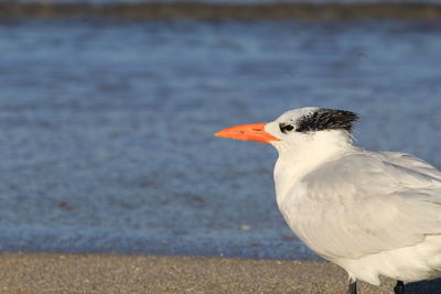 Close-up of bird perching on a land