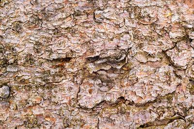 Full frame shot of tree trunk