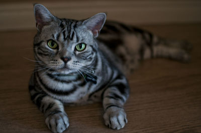 Close-up portrait of cat on hardwood floor