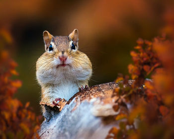Close-up portrait of squirrel