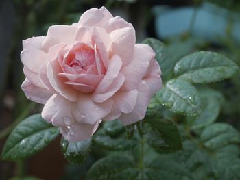 Close-up of pink rose