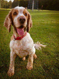 Portrait of dog on grass