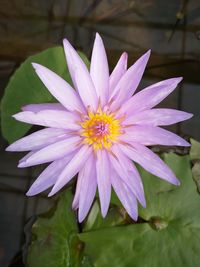 Close-up of purple flowering plants