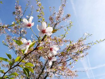 Low angle view of apple blossoms against sky