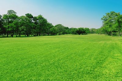 Scenic view of trees on field against sky