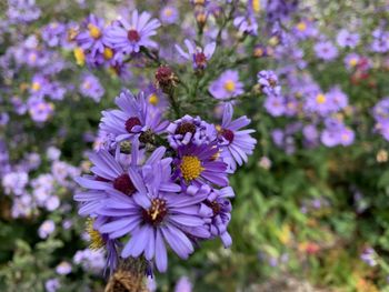 Close-up of bee pollinating flower