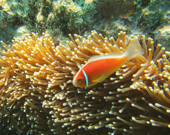 Fish swimming in sea