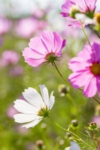 Close-up of pink flowers