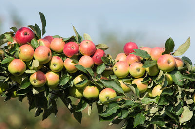 Close-up of cherries growing on tree