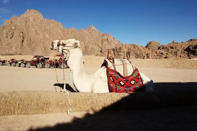 White camel in the desert of egypt