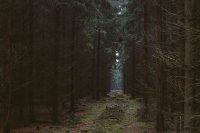 Trail amidst trees in forest