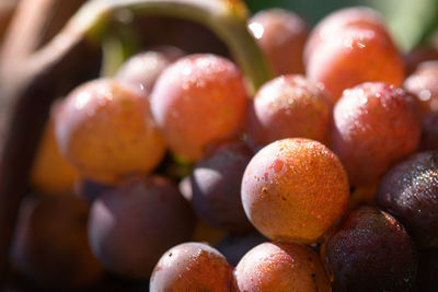 Close-up of grapes growing in vineyard
