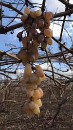 Close-up of fruits on tree