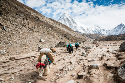 Mammals carrying luggage while walking against mountains during winter