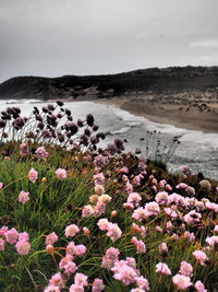 Purple flowering plants on field against sky