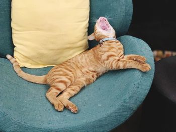 High angle view of cat sleeping on sofa