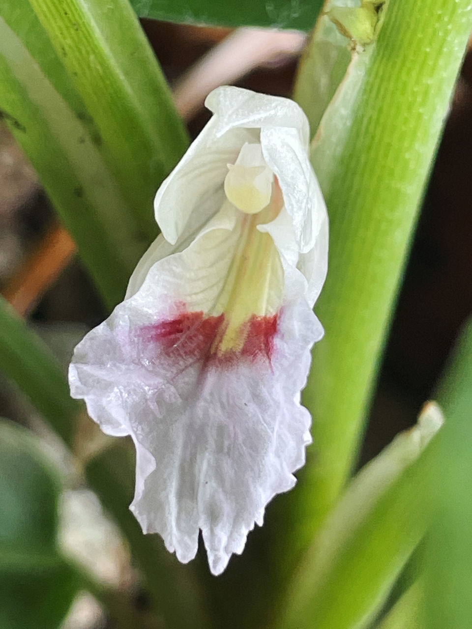 CLOSE-UP OF WHITE ROSE