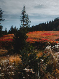 Trees on field against sky during autumn