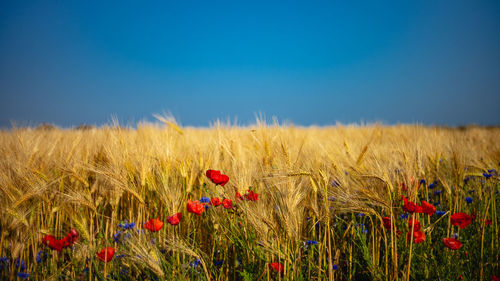 Wheat growing on field against blue sky