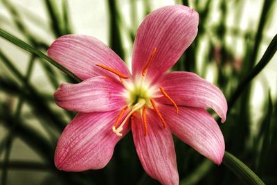 Close-up of pink flower