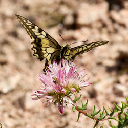 Close-up of butterfly on flower