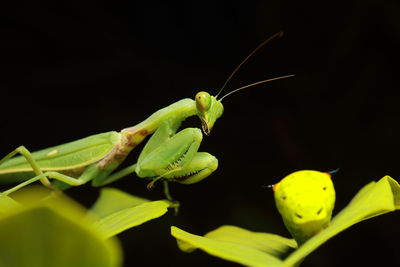 Close-up of insect on leaf