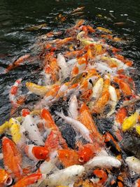 High angle view of koi carps swimming in lake