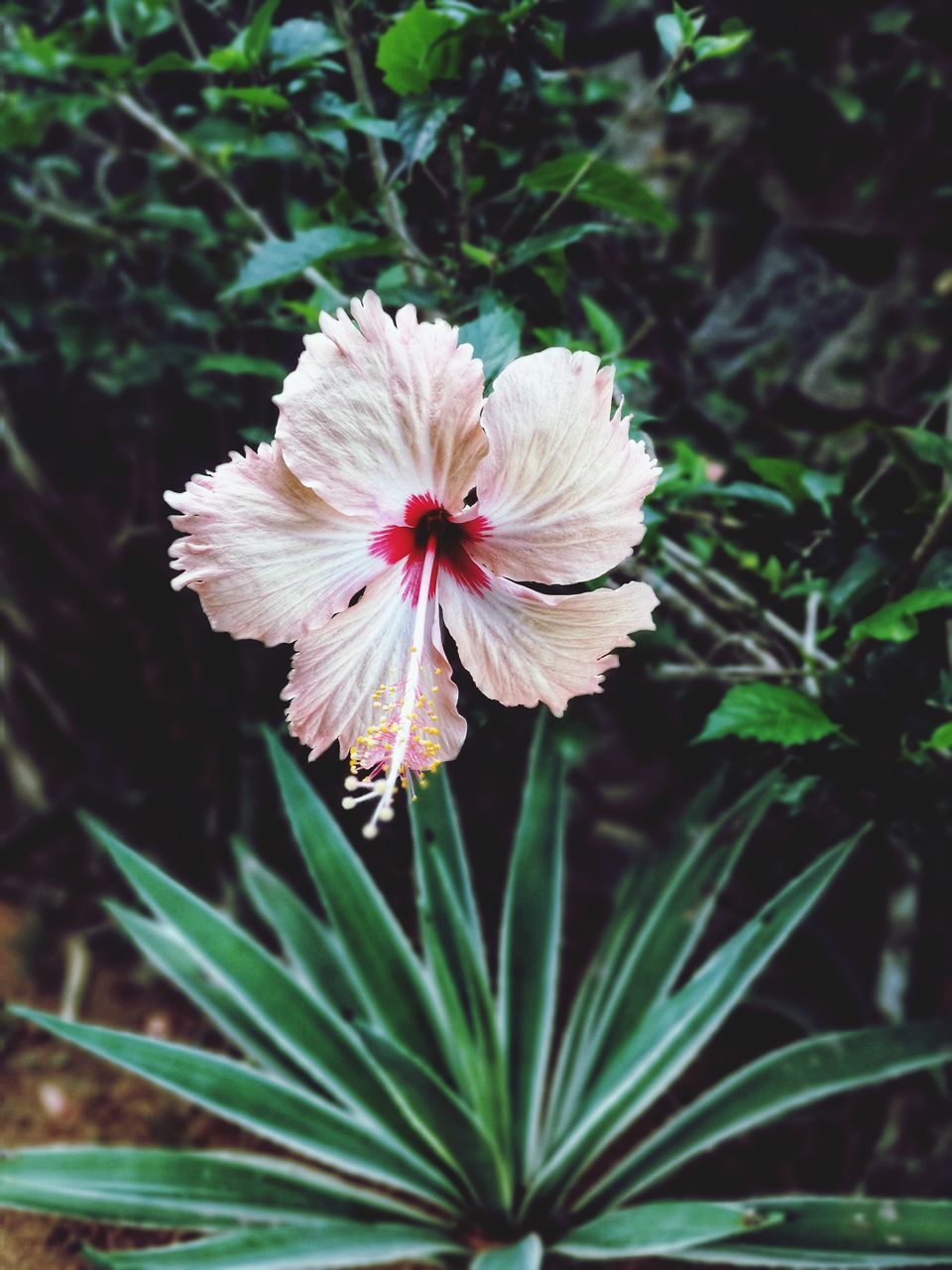 flower, growth, nature, flower head, petal, fragility, plant, no people, beauty in nature, blooming, close-up, outdoors, freshness, day, hibiscus