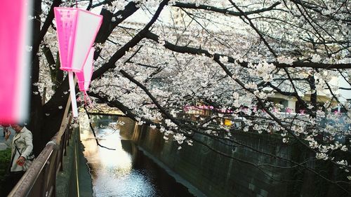 Pink flowers in pond