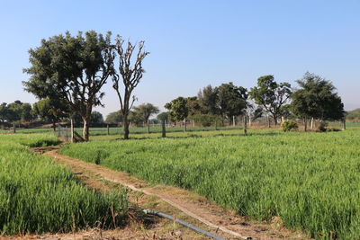 Scenic view of agricultural field against sky