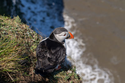 Puffin nesting