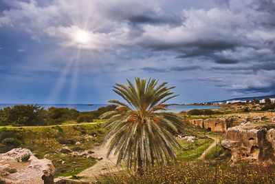 Palm trees on landscape against sky