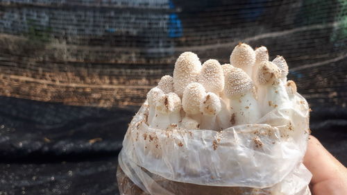 Close-up of hand holding ice cream cone