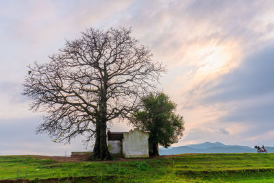 Bare tree on field against sky