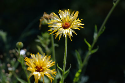 Close-up of dandelion