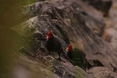 Close-up of a bird