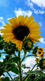 Low angle view of sunflower against sky