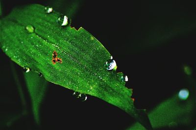 Close-up of insect on leaf