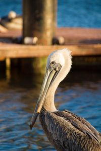 Close-up of pelican against sea