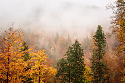 Fog and trees in forest during autumn