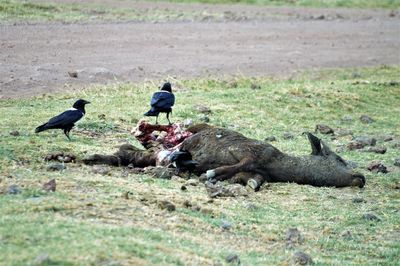 Crows on grass