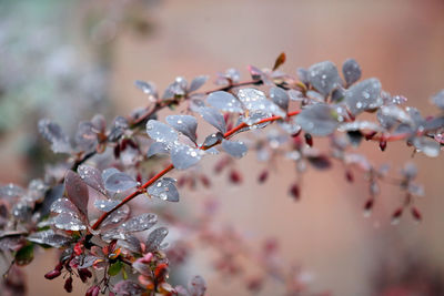 Close-up of raindrops on cherry tree