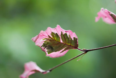 Close-up of pink flowering plant