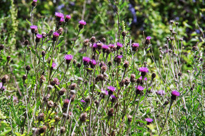 Close-up of pink flowering plants on field