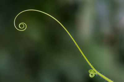 Close-up of tendril