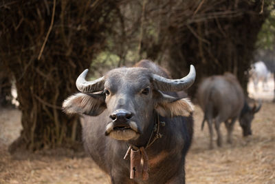 Thai buffalo.      water buffalo.