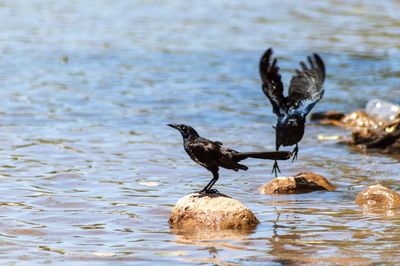 Birds perching on a lake