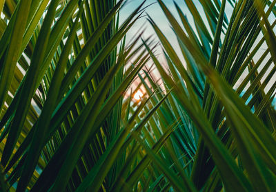 Low angle view of palm trees