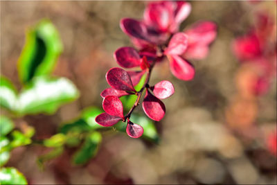 Close-up of pink flowering plant